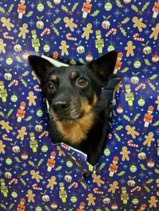 Hoegen Fietsverhuur heeft veel mogelijkheden om de hond mee te nemen op de fiets.